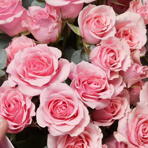 Роза кустовая поштучно