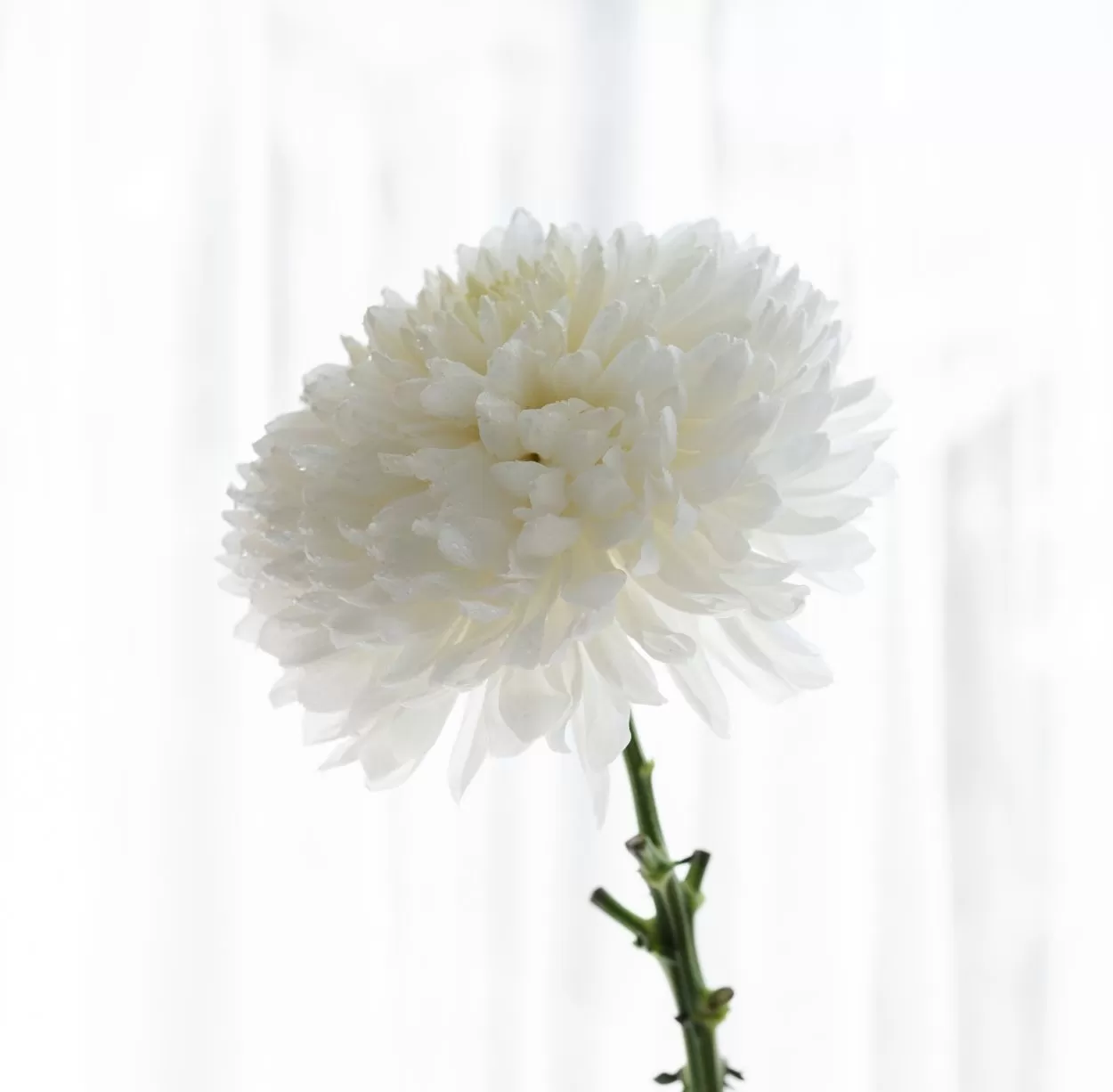 Хризантема одноголовая Магнум поштучно